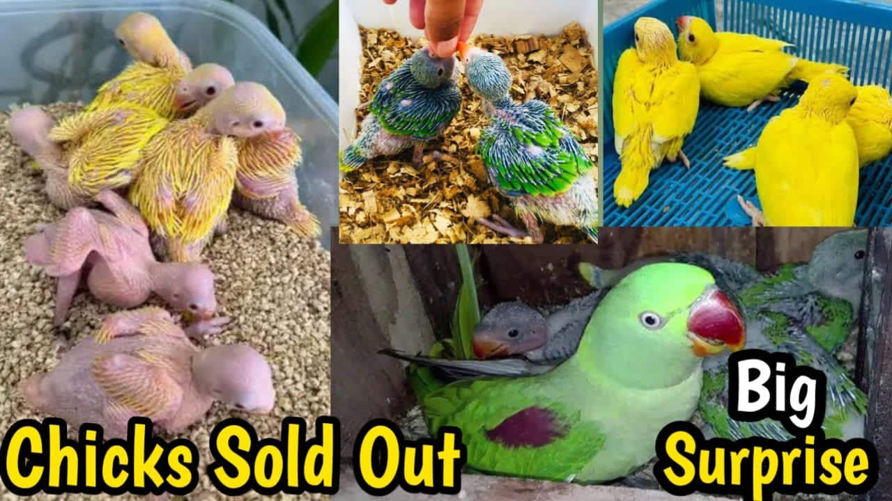 BEAUTIFUL COLLECTION OF CHICKS SOLD#birds #talkingparot #parrotbreeding #parrot #breedingpair 