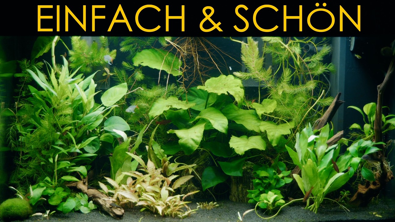 10 Pflegeleichte Pflanzen für dein Aquarium – Perfekt für Anfänger