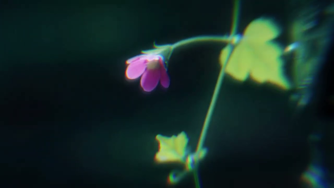 The Temper Trap - Sweet Disposition (STAR SEED Remix)