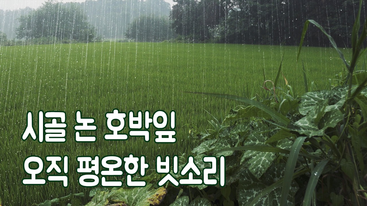 시골 논 호박잎에 내리는 오직 평온한 빗소리｜오직 휴식 안정 숙면을 위한 ASMR [4K]
