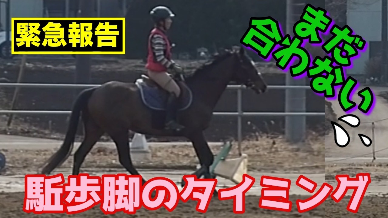 【合わないわけだよ〜】乗り方色々！乗馬の難しさと楽しさは無限大！＃駈歩＃脚のタイミング