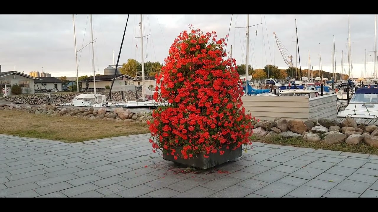 Wonderful day in Abenra   Denmark #shorts