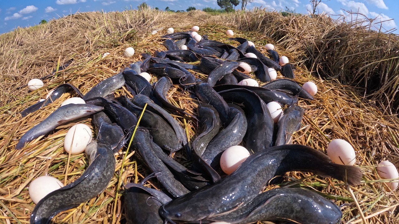 Wow Top Video - Skill fisherman catch a lot of fish & pick eggs in rice field under straw after rain