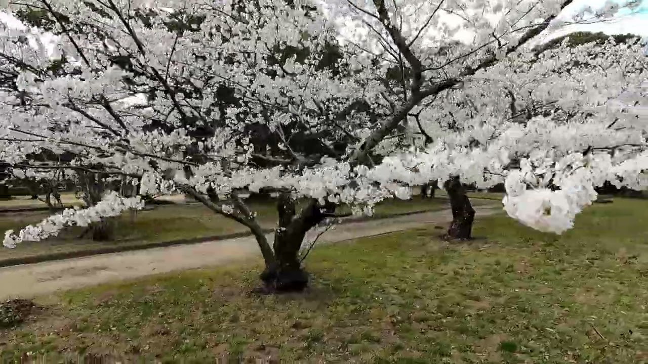 2025年04月02日【萩城跡指月公園の桜　プラプラ】萩市
