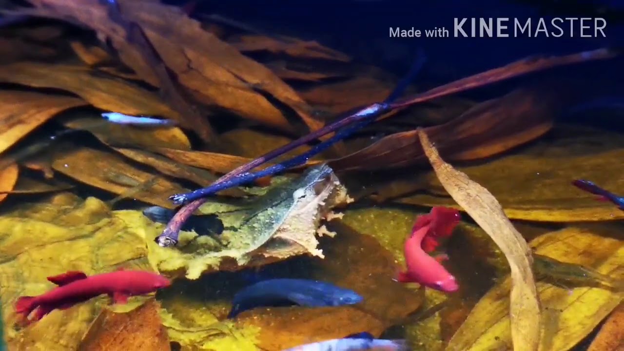 My Mata Mata turtle's Enclosure
