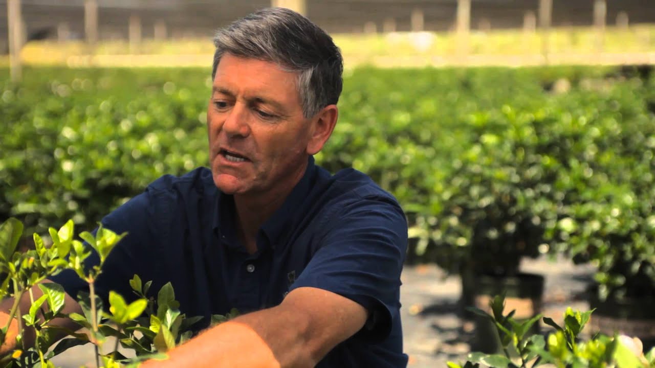 How to Cut Yellowing Leaves From a Gardenia : Garden Savvy