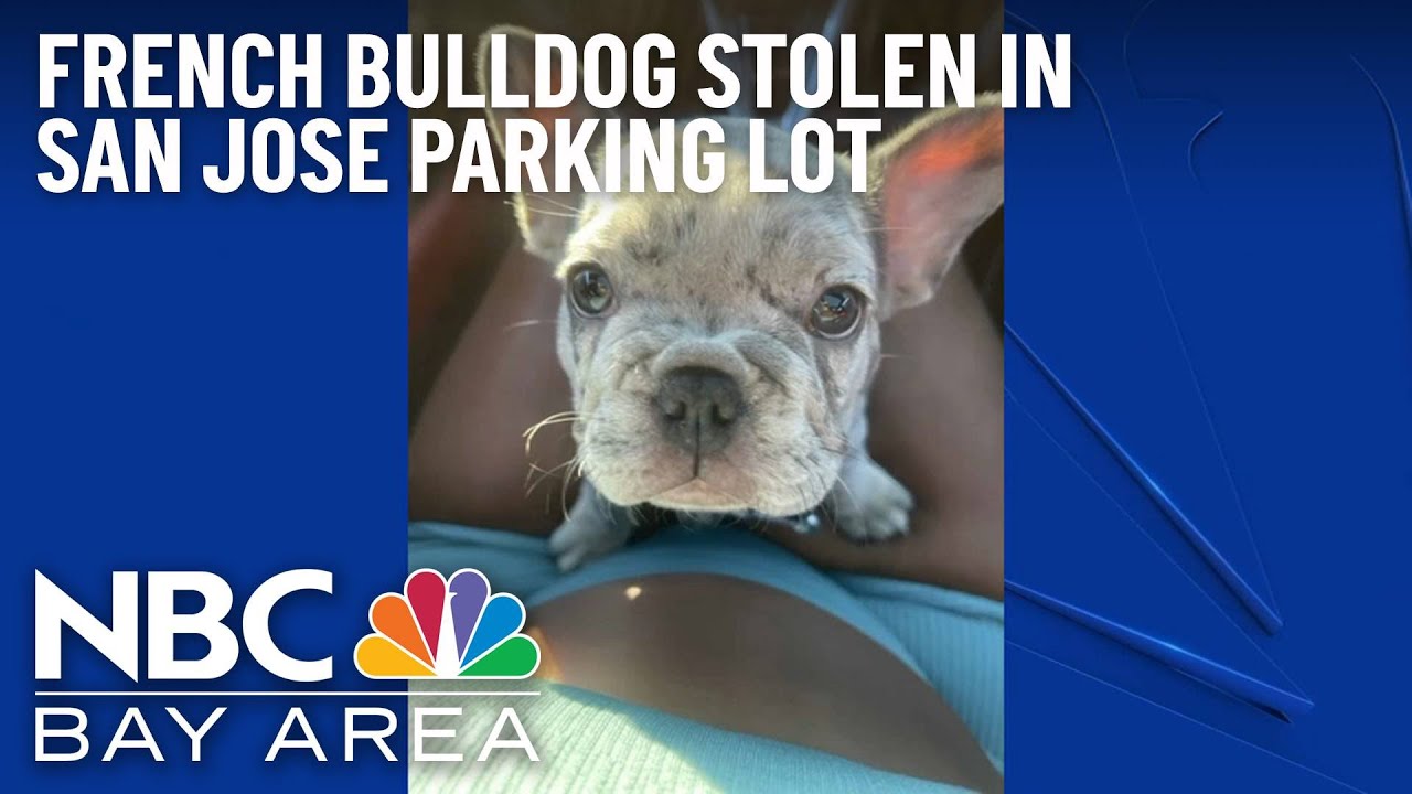 French Bulldog Stolen From San Jose Parking Lot