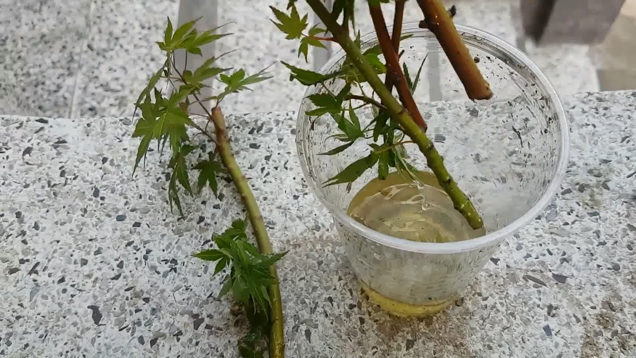 단풍나무 물삽목 14일 후 삽목!？ 사철나무 동백나무 삽목 상태