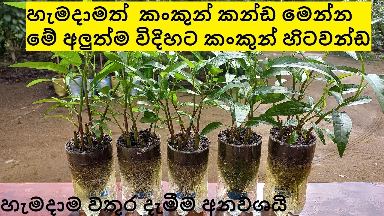 Kankun wagawa | කංකුන් වගාව | Innovative Hydroponic Cultivation