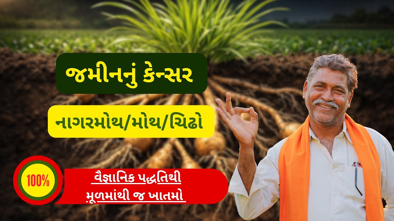 જમીનનું કેન્સર-મોથ | નાગરમોથ | ચિઢાનો કાયમી ઇલાજ | Motha Ghas Control | Cyperus Rotundus Solution