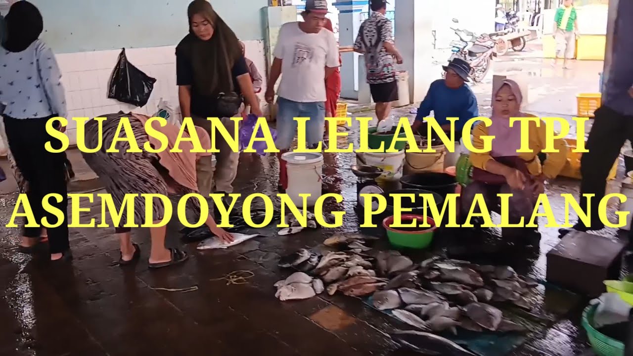 Suasana Lelang TPI Asemdoyong Pemalang @winarsoarso5852 