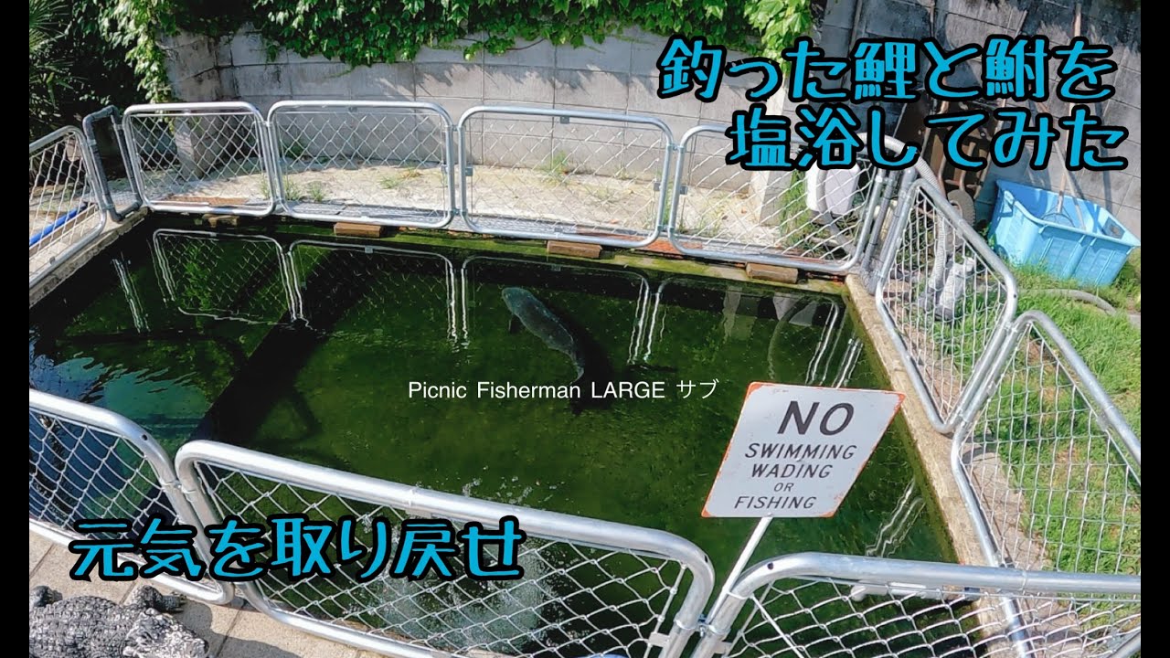 鯉と鮒を小池で３日間塩浴させてみた