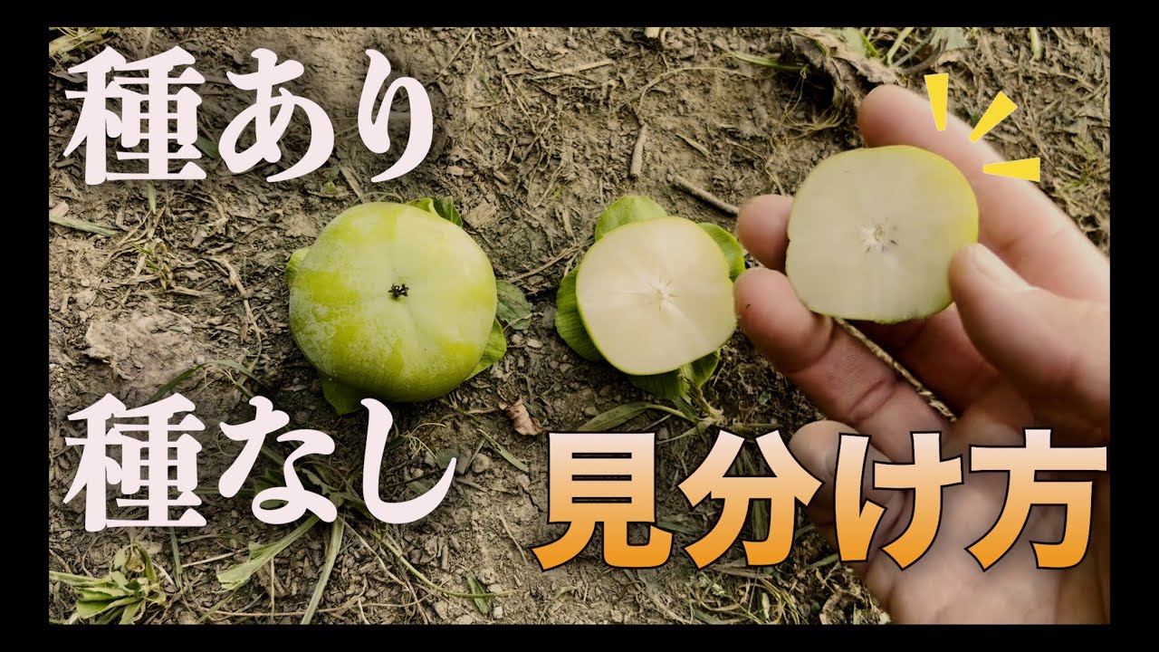 柿の仕上げ摘果【種無しを見分けるポイント】