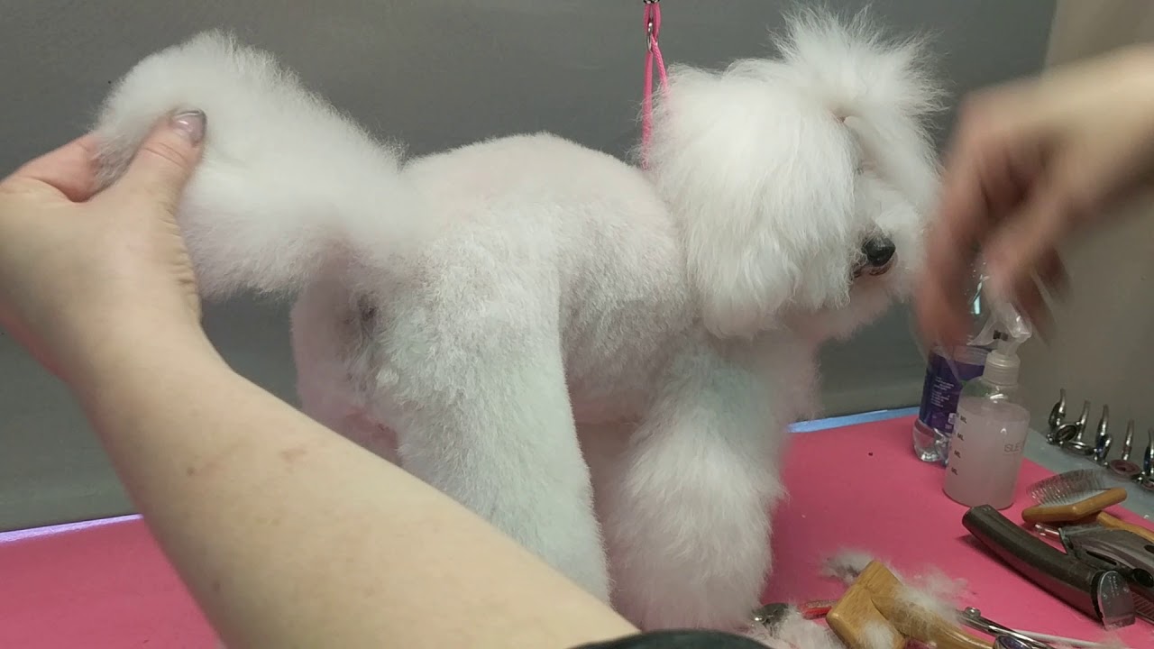 Poodle Asian style makeover