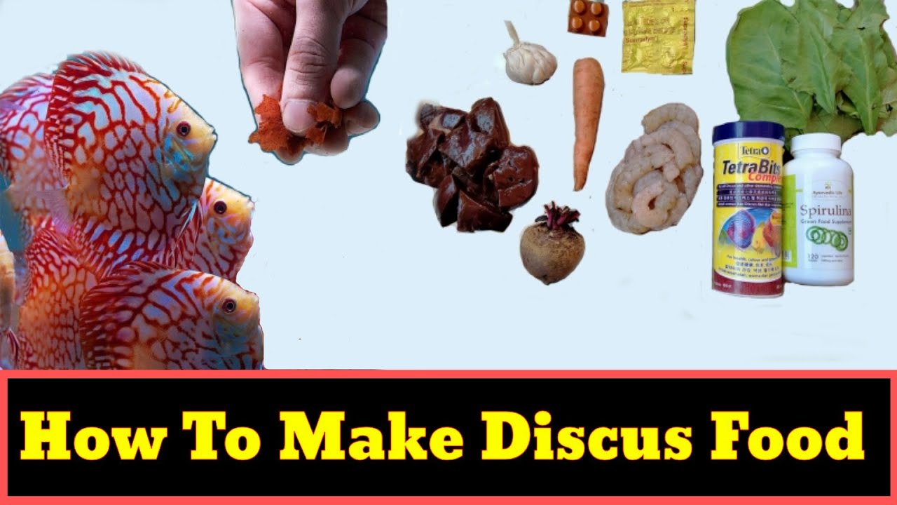 How To Make Discus Fish Food | Goat Heart Mix For Discus Fish