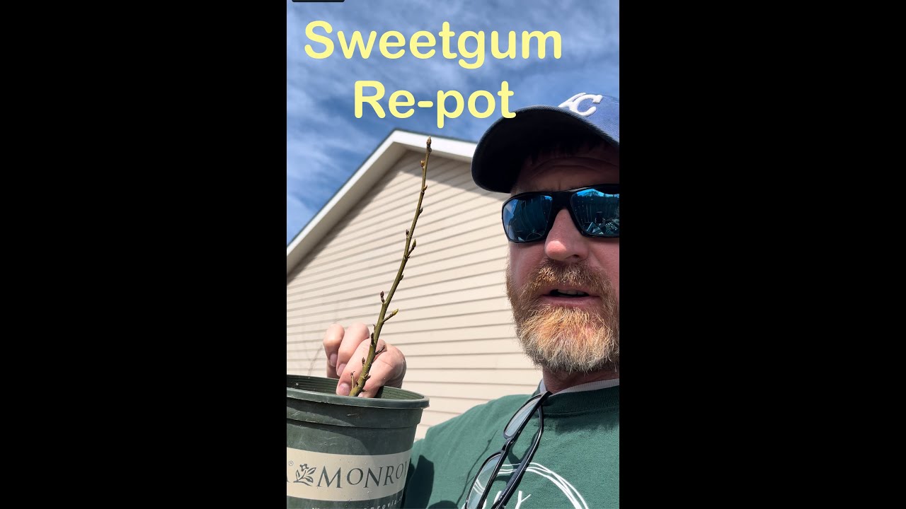 Sweetgum's First Repot