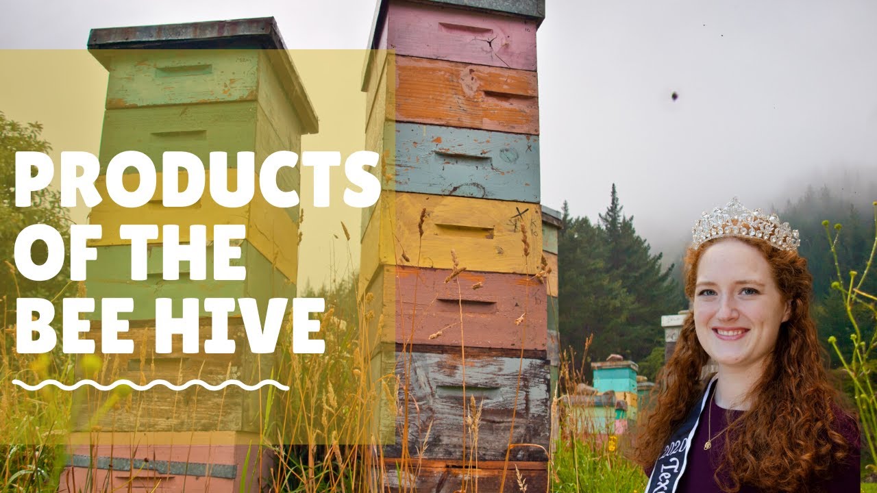 6 Hive Products from Honey Bees