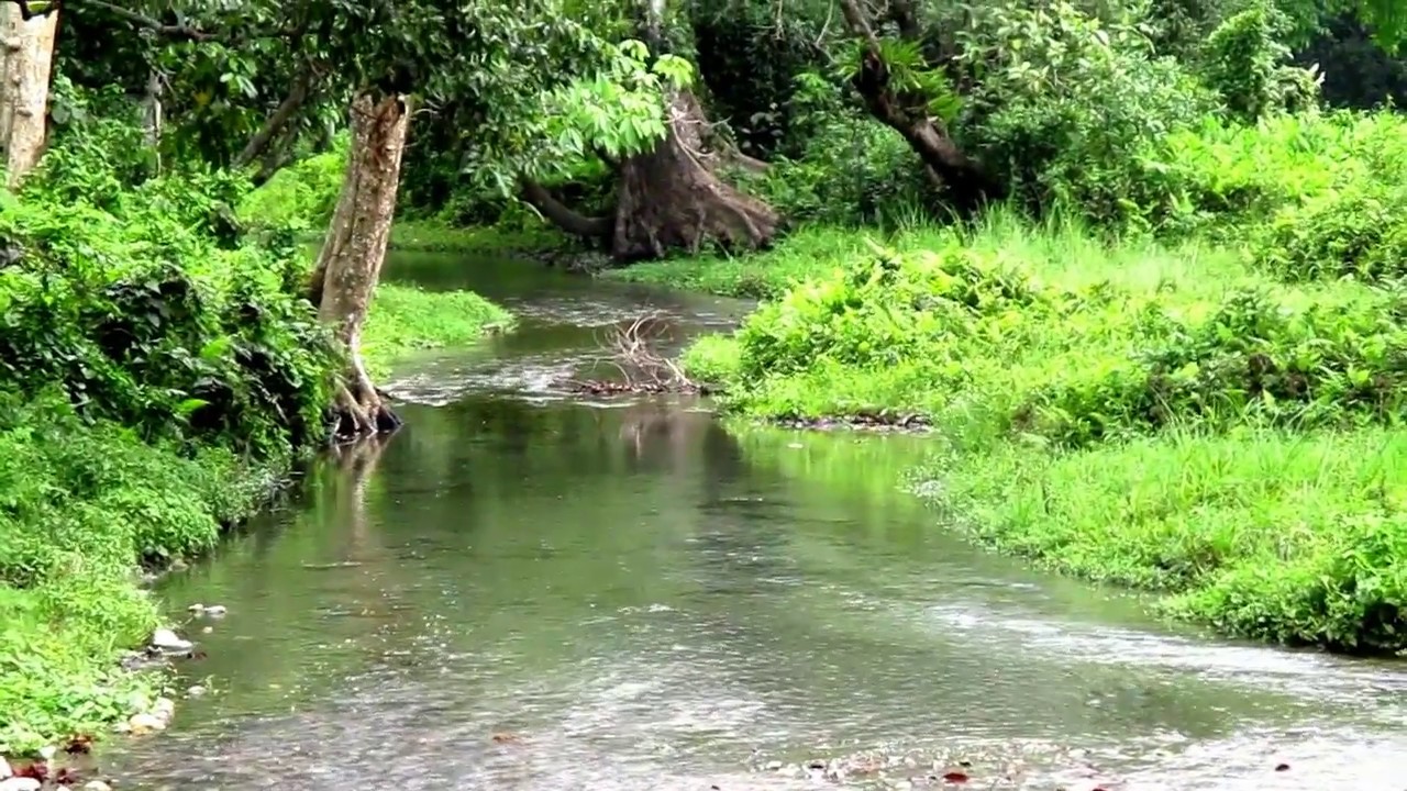 HOLONG / a river of JALDAPARA FOREST / Dooars