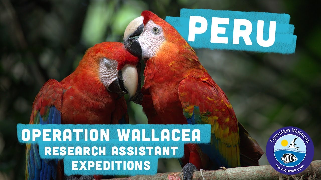 Operation Wallacea - Peru Research Assistant