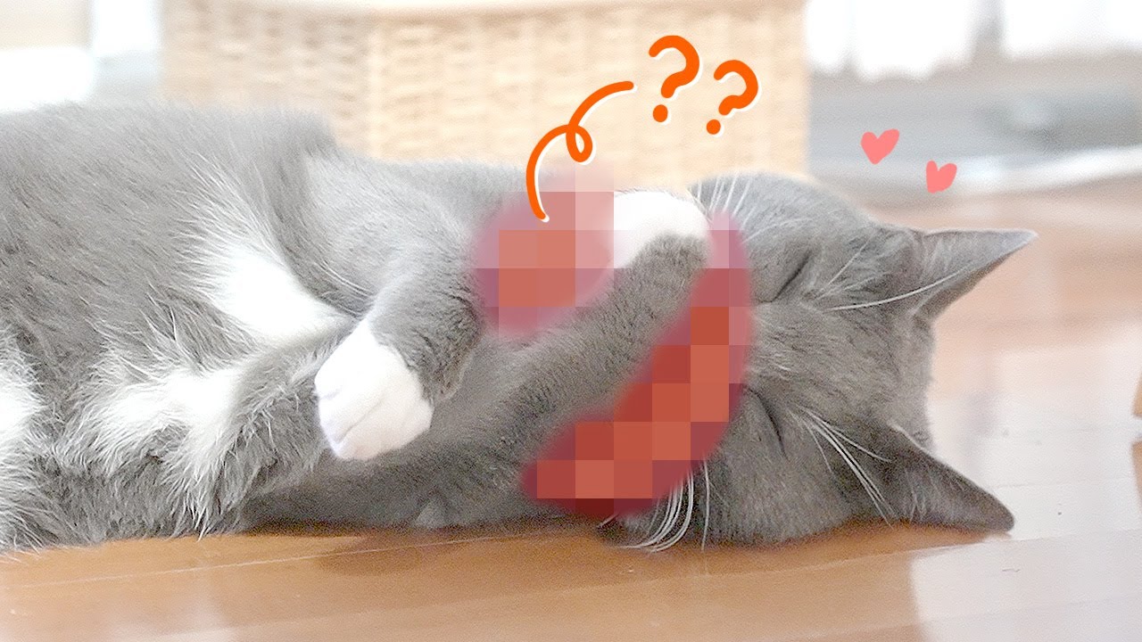 휴지가 이걸 미친듯이 좋아해요;;