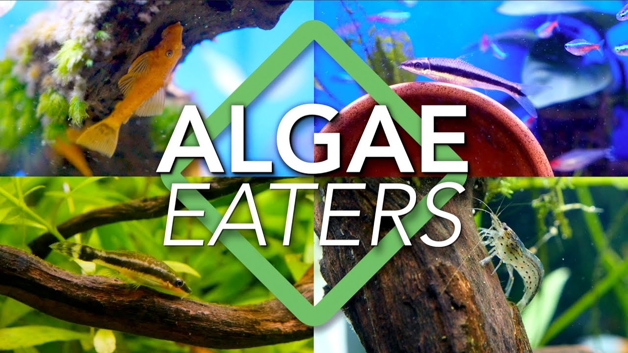 Algae Eaters