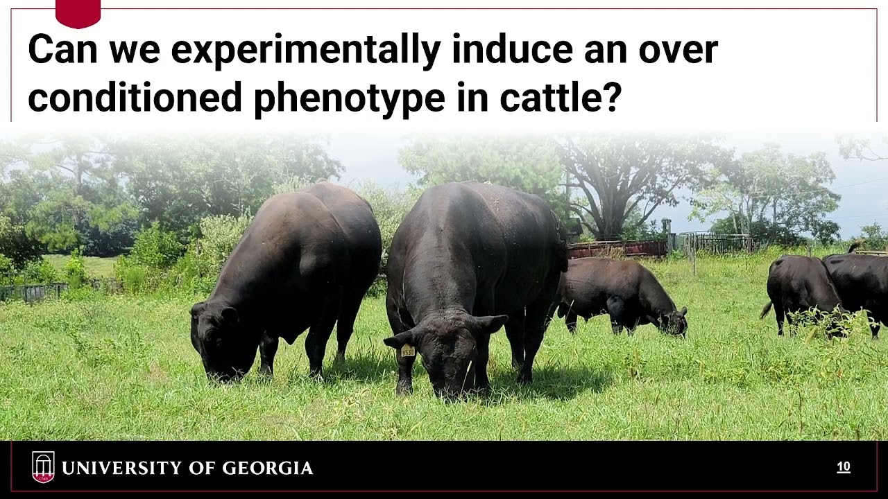 Range Beef Cow Symposium 2025 | Influence of Nutritional Management on Bull Fertility