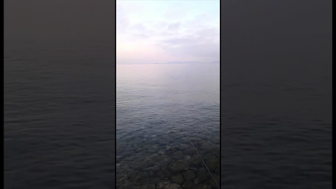 Foca Spin Team - ilker Boskut Catch and release fishing Seabass