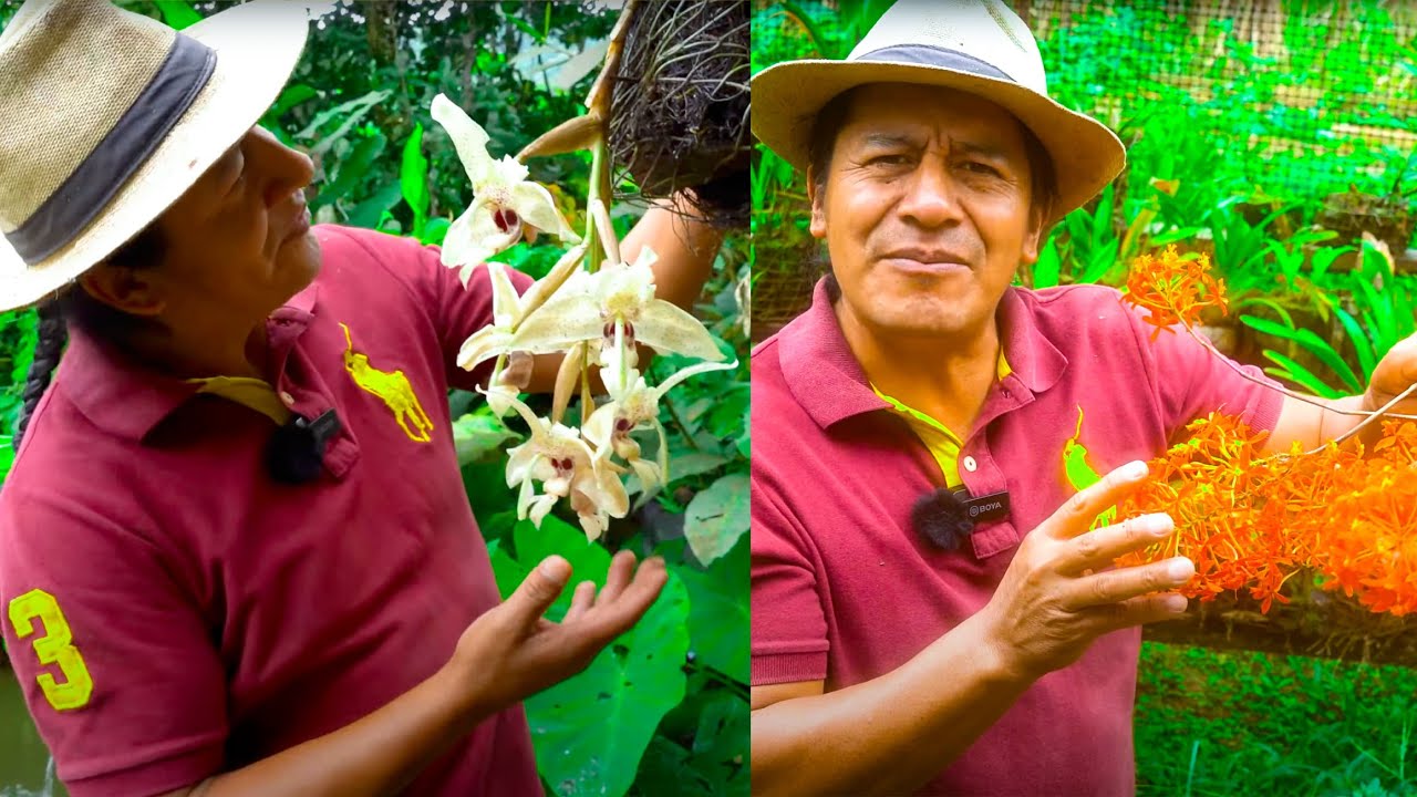 ORQUÍDEA BLANCA DE LA SELVA