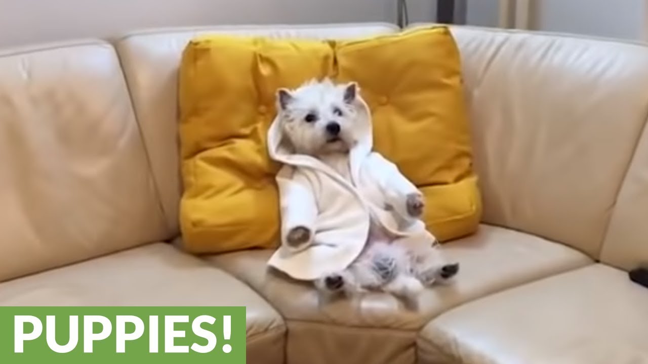 This Compilation of Playful Puppies Will Brighten Your Day