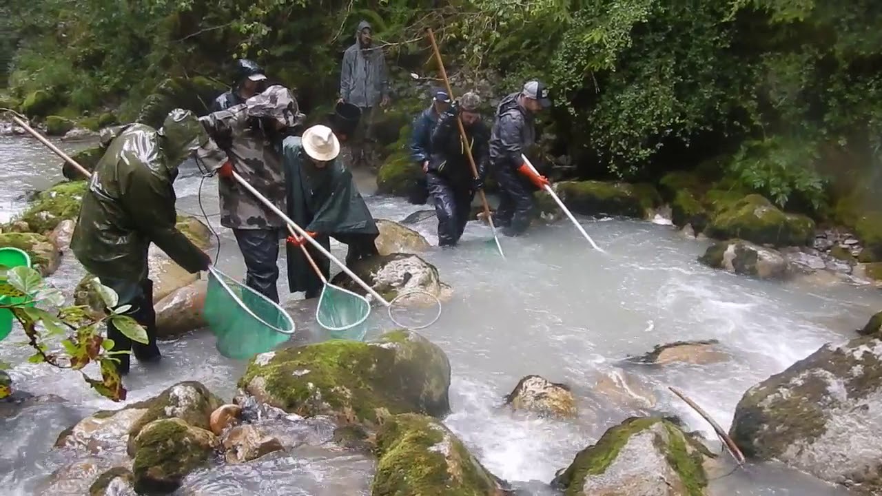 Pêche éléctrique Guiers mort 20 Août 2019