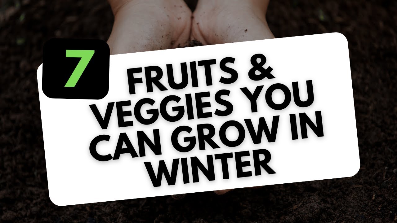 7 Fruits & Veggies You Can Grow During Winter