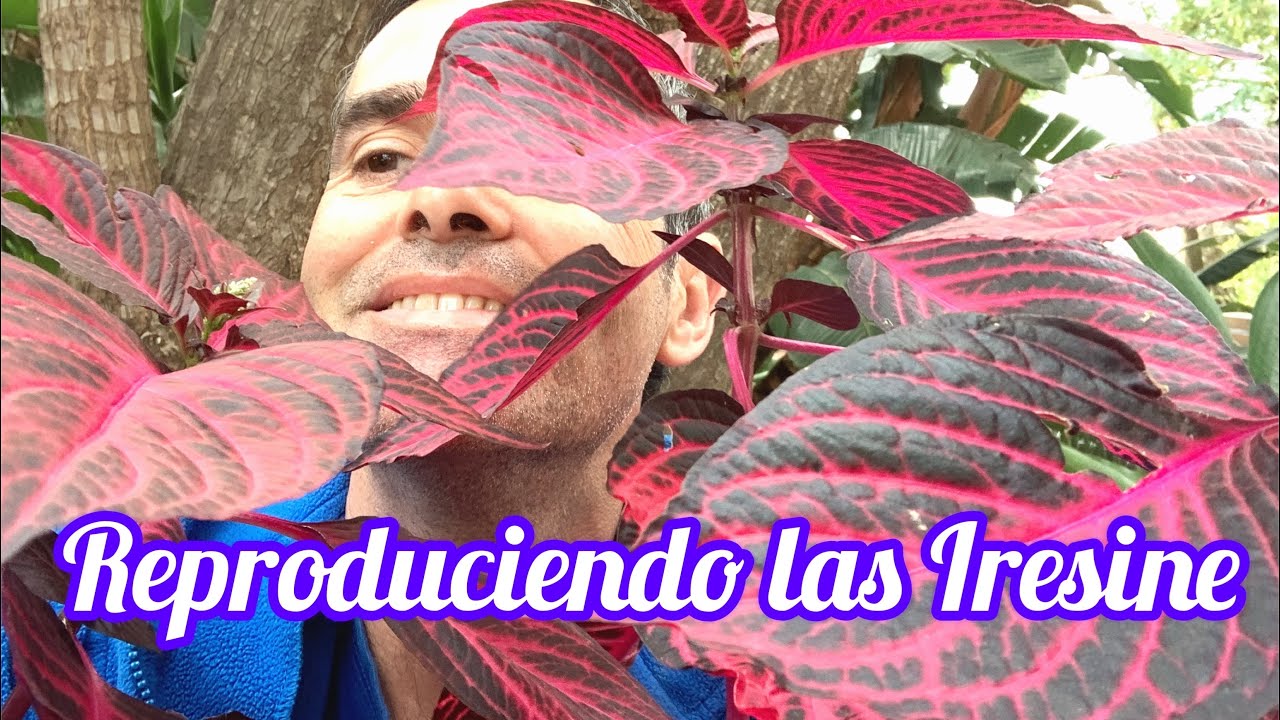 Reproduciendo las Iresine CAP 77