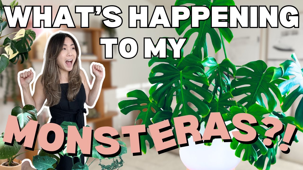 What's HAPPENING to my MONSTERAS?! Repotting | Houseplant Care Routine + Tips | Plant Chores