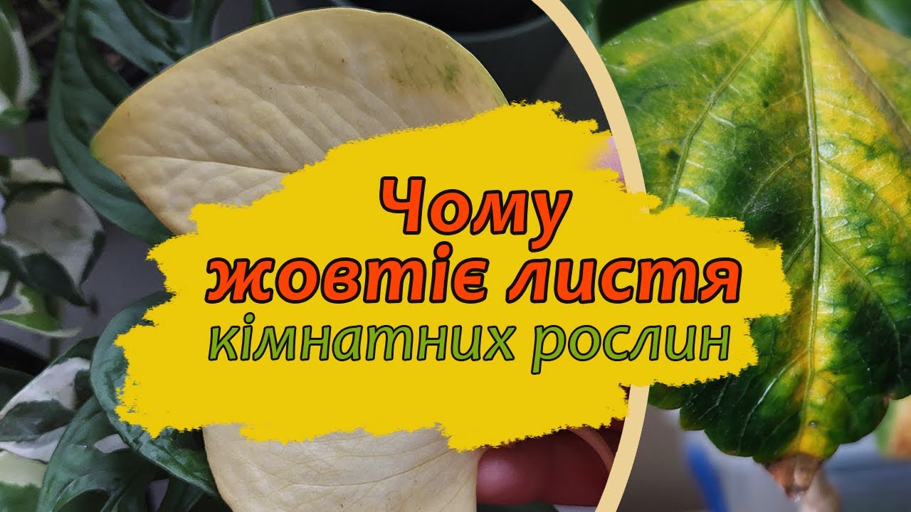 Чому жовтіє та чорніє листя кімнатних рослин | Які причини та що робити