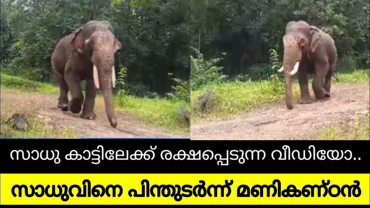സാധുവും മണികണ്ഠനും കാട്ടിലേക്ക് ഓടുന്ന ദൃശ്യങ്ങൾ കാണാത്തവർക്കായി | Elephant attack kerala | viral