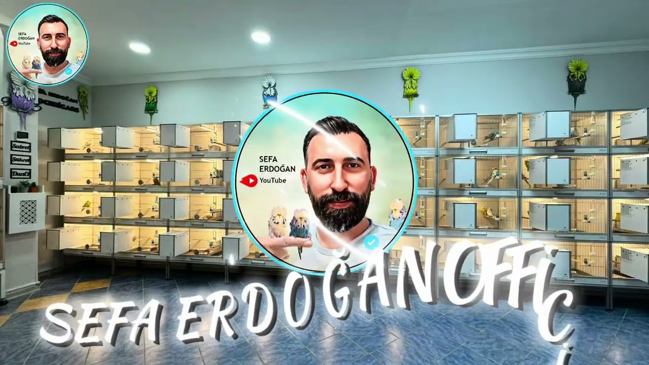 Show Jumbo Muhabbet Kuşlarımızı Eşledikten Sonra Neler Yapıyoruz ?
