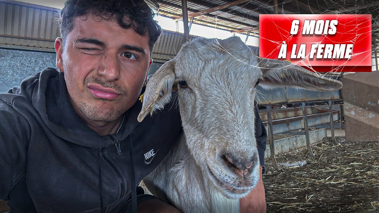 Je travaille dans une ferme ( à l'étranger)  🇮🇨🐐