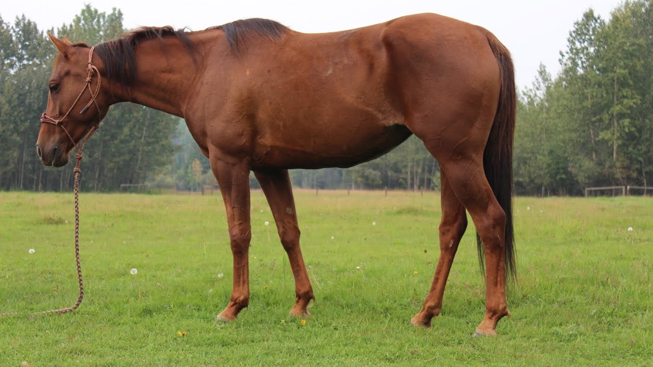 ‘Aspen’ 2020 Grade Mare