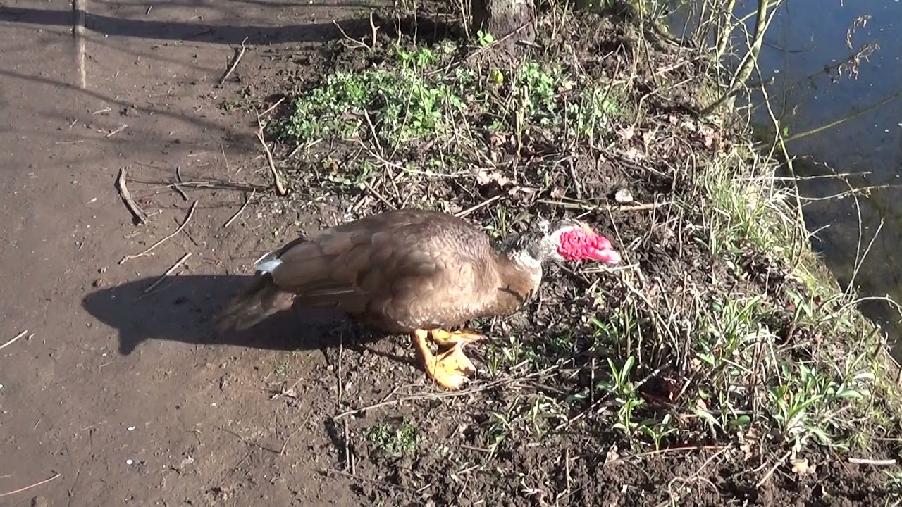 Muscovy Duck Hissing bobbing Head and Wagging his Tail
