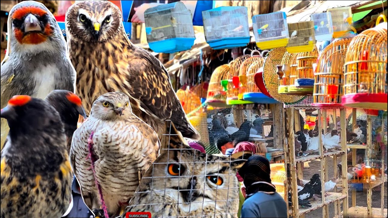 Inside Kabul’s Exotic Bird Street – The Most Colorful Market in Afghanistan!”