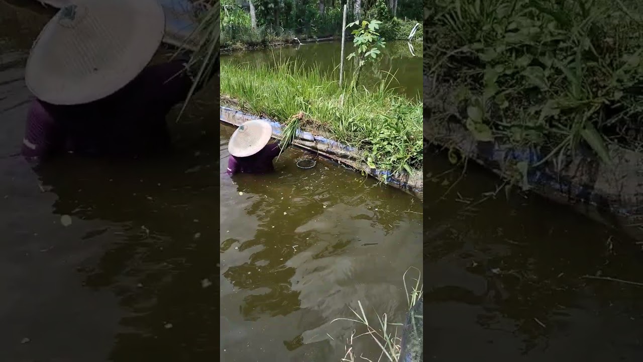 Petani koki tulungagung