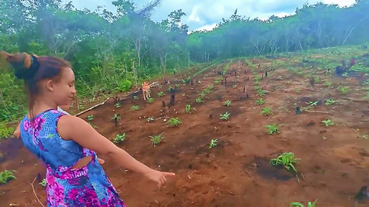 Mostrando um pouco do roçado   🌿🌳🌽🌽  assista até o final, e se-inscreva no canal bjs 🩷🌵