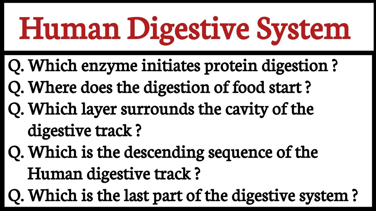 Human Digestive System MCQs l MCQs on Human Digestive System