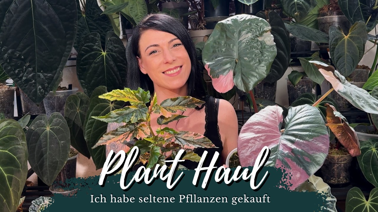 Zimmerpflanzen Haul - Ich habe seltene Alocasien, Begonien und Anthurien gekauft