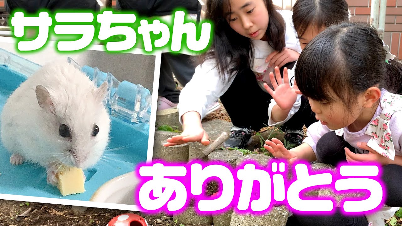ありがとうサラちゃんさようなら サラちゃんが虹の橋を渡りました ☆ Saaaaaya