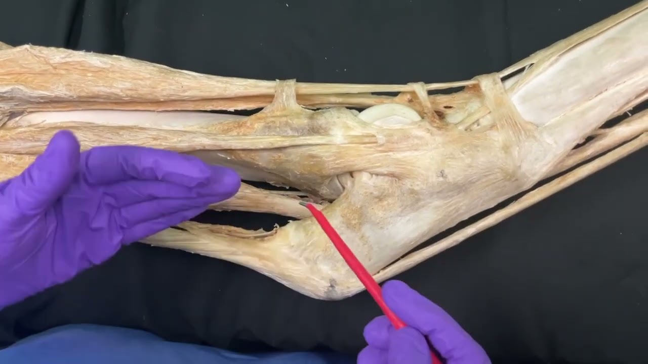Stay Apparatus Hindlimb