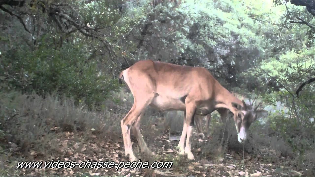 Mouflons - Bushnell 119467