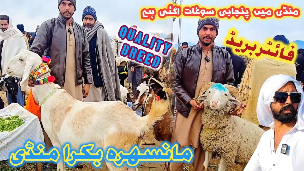 Mansehra Bakra Mandi Update | Mansehra Mall Mandi Update Dani Milking Goats #mansehramandi #sktv27 