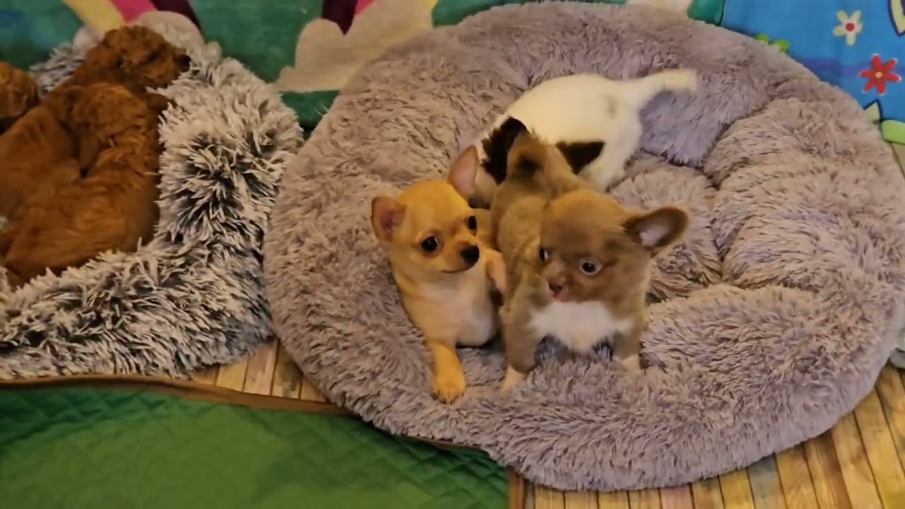Почему собаке нужна своя собака 🐕В чем плюсы👍 Питомник чихуахуа и пудель Кастропуло #Крым