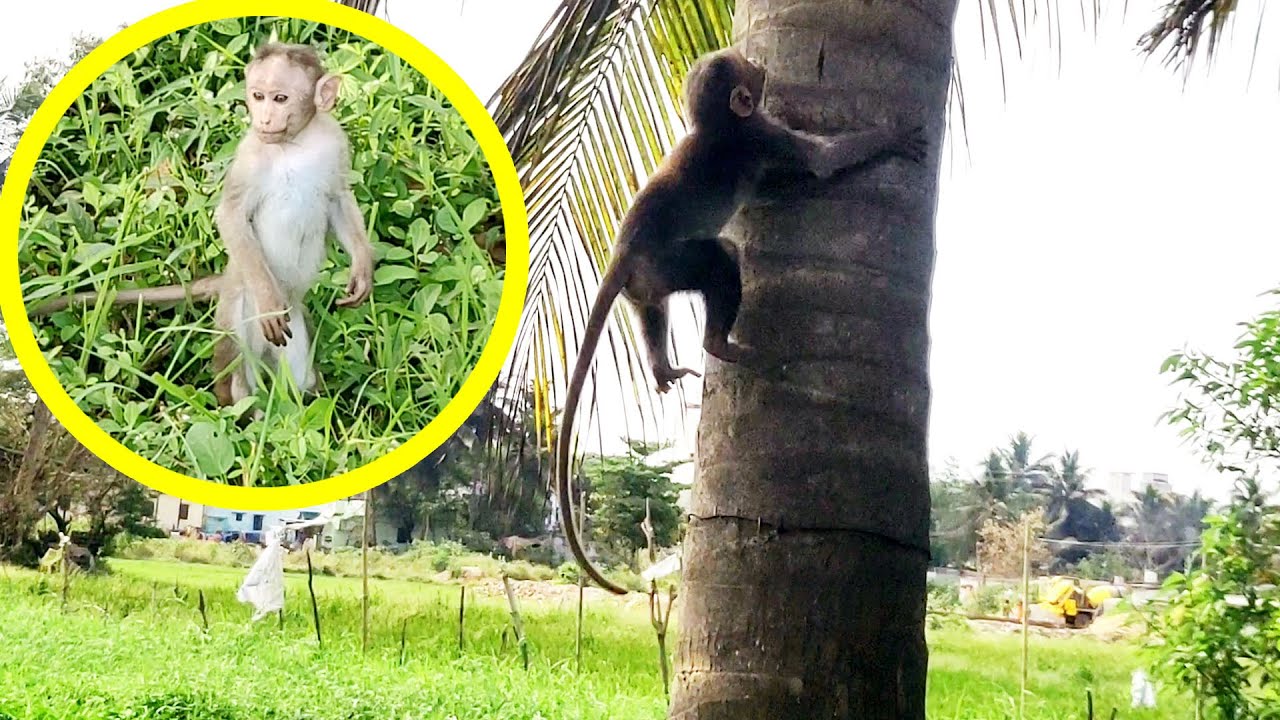 Baby Monkey Climbing Coconut Tree | Fighting Between Crow and Monkey | Funny Little Monkey Video